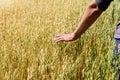 Hand of farmer touches ears of rye oats. Green ears with seeds of cereals rye wheat oats Royalty Free Stock Photo