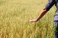 Hand of farmer touches ears of rye oats. Green ears with seeds of cereals rye wheat oats Royalty Free Stock Photo