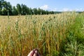 Hand of farmer touches ears of rye oats. Green ears with seeds of cereals rye wheat oats Royalty Free Stock Photo