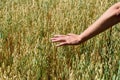 Hand of farmer touches ears of rye oats. Green ears with seeds of cereals rye wheat oats Royalty Free Stock Photo