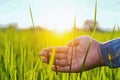 hand farmer touching green rice in farm