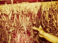 Hand farmer touching green rice in farm with sunrise