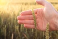 Hand of a farmer touching ripening wheat ears Royalty Free Stock Photo
