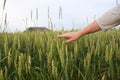 Hand of a farmer touching ripening wheat ears in early summer. Farmer hand in Wheat field. Royalty Free Stock Photo