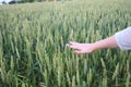 Hand of a farmer touching ripening wheat ears in early summer. Farmer hand in Wheat field. Royalty Free Stock Photo