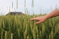 Hand of a farmer touching ripening wheat ears in early summer. Farmer hand in Wheat field. Royalty Free Stock Photo