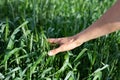 Hand of a farmer touching ripening wheat ears in early summer. Farmer hand in Wheat field. Agricultural cultivated wheat field. Ha Royalty Free Stock Photo