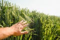 Hand of a farmer touching ripening wheat ears in early summer. Farmer hand in Wheat field. Agricultural cultivated wheat field Royalty Free Stock Photo