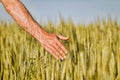 Hand of a farmer touching ripening wheat ears in early summer. Royalty Free Stock Photo