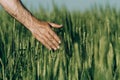 Hand of a farmer touching ripening wheat ears in early summer. Royalty Free Stock Photo