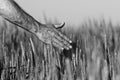 Hand of a farmer touching ripening wheat ears in early summer. Royalty Free Stock Photo