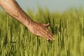 Hand of a farmer touching ripening wheat ears in early summer. Royalty Free Stock Photo