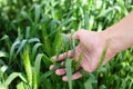 Hand of a farmer touching ripening wheat ears in early summer. Male hand touching a golden wheat ear in the wheat field. Hand touc Royalty Free Stock Photo