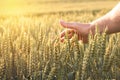 Hand of a farmer touching ripening wheat ears Royalty Free Stock Photo