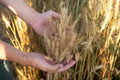 Hand of a farmer touching ripening wheat ears. Male hand touching a golden wheat ear in the wheat field. Hand touches the cereal s Royalty Free Stock Photo