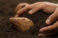 Hand of farmer growing sweet potato at greenhouse Royalty Free Stock Photo