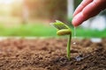 hand of farmer watering to small beans in garden with sunshine background