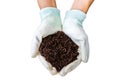 Hand of farmer with white glove holding fertilizer. Vermicompost and earthworms on white background.Saved with clipping path