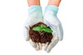 Hand of farmer with white glove holding fertilizer. Vermicompost and young plant on white background.Save with clipping path