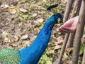 The hand that fed the peacock.