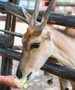 Hand feed Antelope. Royalty Free Stock Photo