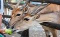 Hand feed Antelope. Royalty Free Stock Photo