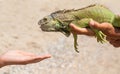 Hand feed the iguana