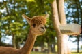 Hand feeding domesticated alpacas on a farm