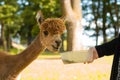 Hand feeding domesticated alpacas on a farm