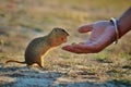 a hand feeding an animal an apple in the grass and dry Royalty Free Stock Photo