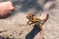 Hand Feeding Chipmunk Royalty Free Stock Photo