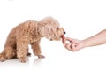 Hand feeding chunky raw meat barf diet to healthy dog on white background