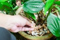 Hand feeding crushed eggs shells onto plants as organic fertilizer