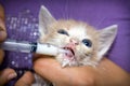 Hand-feeding a cute orphaned baby kitten, with milk replacer in Royalty Free Stock Photo