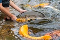 Hand-feeding fish in a stream that restricted with Tagal or Bombon system