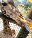 Feeding a Giraffe at the Zoo Royalty Free Stock Photo