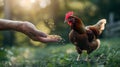 Hand feeding grains to a red hen on sunny farmyard. Country lifestyle imagery, harmonious human-animal interaction Royalty Free Stock Photo