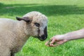 Hand feeding grass to lamb