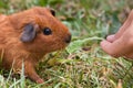 Hand feeding guinea pig with dandelion Royalty Free Stock Photo