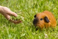 Hand feeding guinea pig fresh grass Royalty Free Stock Photo