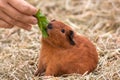 Hand feeding guinea pig Royalty Free Stock Photo