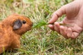 Hand feeding guinea pig Royalty Free Stock Photo