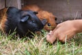 Hand feeding guinea pigs Royalty Free Stock Photo