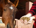 Hand feeding of horse. Care and love for the animals. Close up