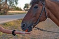 Carrot in hand held out to the horse, close-up Royalty Free Stock Photo