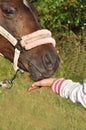 Hand feeding horse Royalty Free Stock Photo