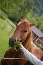 Hand Feeding a Horse