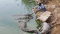 Hand feeding hungry crocodiles Royalty Free Stock Photo