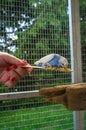 Hand Feeding Parakeet Royalty Free Stock Photo