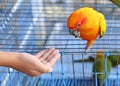 A Hand feeding a Parrot Royalty Free Stock Photo